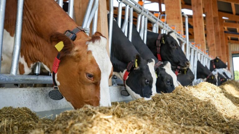 Determinación de Minerales y Vitaminas en Alimentos para Animales: La Precisión del ICP de Agilent