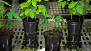 Cámara de aspersión TE-9000 de Tecnal: La solución para evaluar aplicaciones agrícolas y ambientales en laboratorio