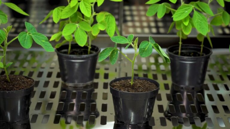 Cámara de aspersión TE-9000 de Tecnal: La solución para evaluar aplicaciones agrícolas y ambientales en laboratorio