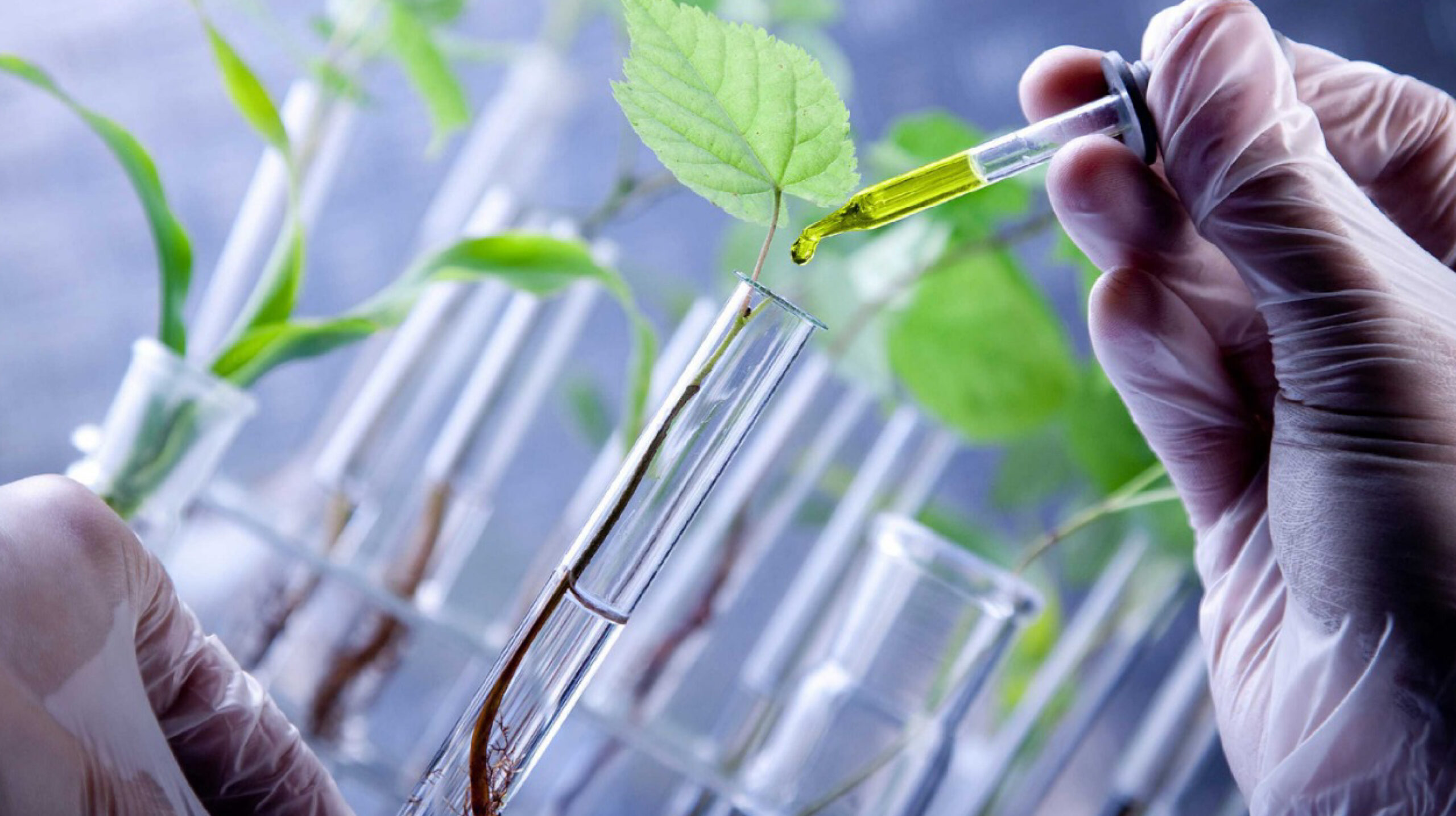 Análisis elemental con CNS928 de LECO: tecnología estratégica para suelos y foliares en agricultura moderna