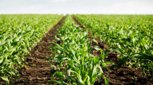 Innovación en la industria agropecuaria: cómo los biorreactores están transformando la producción de bioinsumos