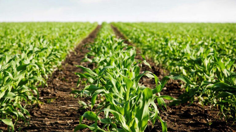 Innovación en la industria agropecuaria: cómo los biorreactores están transformando la producción de bioinsumos